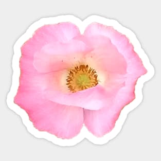 Pink Poppy Flower Sticker